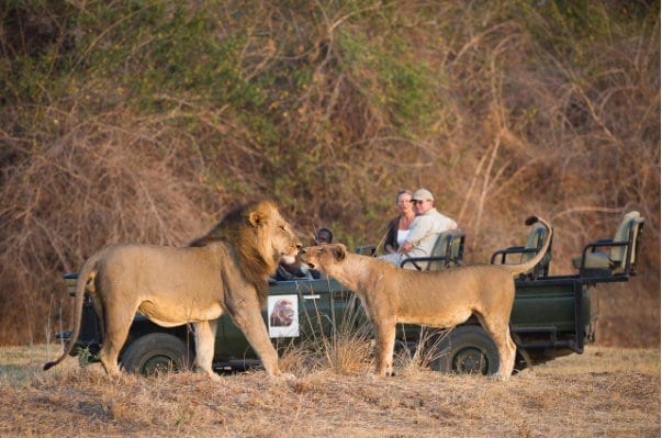 Lion Camp Zambezi