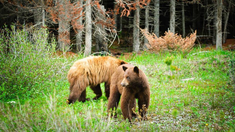 Canadian Rockies Wilderness Walk