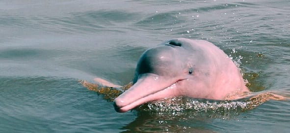 Amazon Rainforest Peru Holiday Escape Pink Dolphin