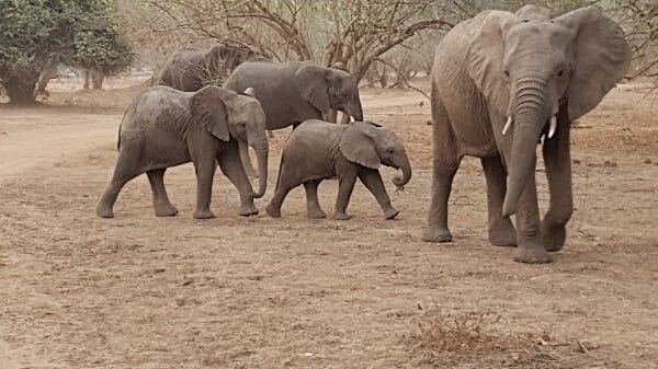 Family Safari Elephant Family