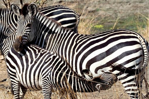 Africa Zebras